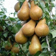 Саджанець Груша Бере Боск